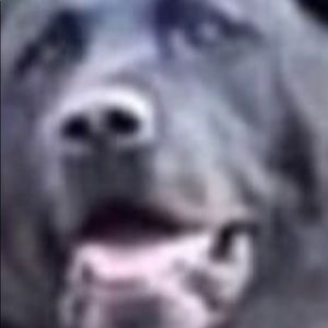 Meet your Posher, Isabella